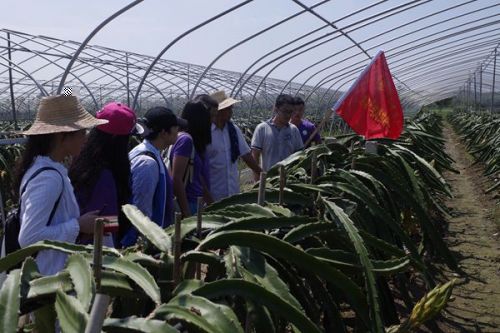 圖四 火龍果種植基地負責人介紹生産模式